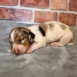 Patches - Piebald male Dachshund puppy in North Auburn, California from Northern Doxie