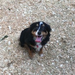 Dash - Miniature Australian Shepherd