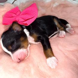 Hot pink - Tri-color female Bernedoodle puppy in Curtice, Ohio from The Pink Doghouse