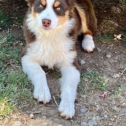 Australian Shepherd, Miniature Australian Shepherd, and Toy Australian Shepherd Puppies from V5 Mini Aussies