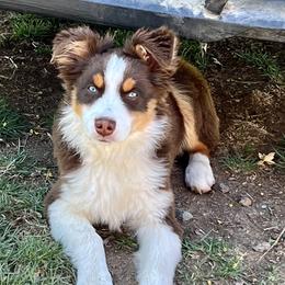 Australian Shepherd, Miniature Australian Shepherd, and Toy Australian Shepherd Puppies from V5 Mini Aussies