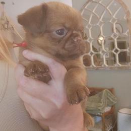Judy June - Brown female Brussels Griffon puppy in Welch, Minnesota from Baringer Brussels