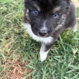 Hershey - Black tri-color female Australian Shepherd puppy in Denton, North Carolina from Double R Farm Aussies