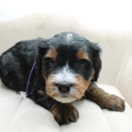 Darbis - Tri-color female Bernedoodle puppy in Saratoga Springs, Utah from Saratoga Springs Doodles