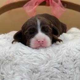 Winter - Chocolate female Australian Labradoodle puppy in Anderson, California from Shaggy Doodles