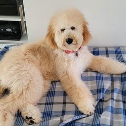 Skye - Goldendoodle