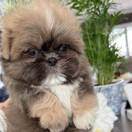 Charlie - Sable male Shih Tzu puppy in Rockville Centre, New York from Magnolia Tzus