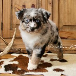 Mimosa - Blue merle female Australian Shepherd puppy in Grapeland, Texas from Smokin K Aussies