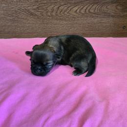 Girl 1 - Brindle female Shih Tzu puppy in Meadows Of Dan, Virginia from Walt’s Shih Tzus