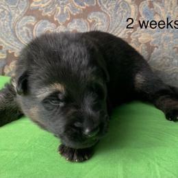 Lime collar boy - Black and tan male German Shepherd puppy in Coleta, Illinois from Four Leaf Farm- Vom Vierblättriges Bauernhof