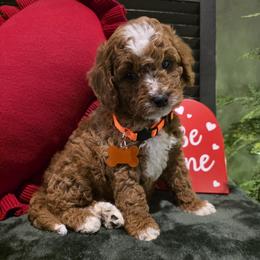 Ben - Red male Bernedoodle puppy in Bristol, Tennessee from 4goldendoodles