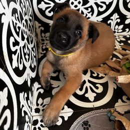Belgian Malinois Puppies from Care 2 Protect