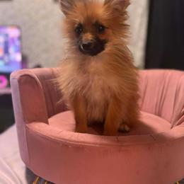 Kiko - Orange female Pomeranian puppy in San Antonio, Texas from Charming Heart Companions