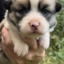 Bernedoodles and Pembroke Welsh Corgis from Standing Oaks Kennel