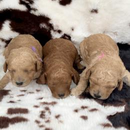Poodle Puppies from Falling star poodles