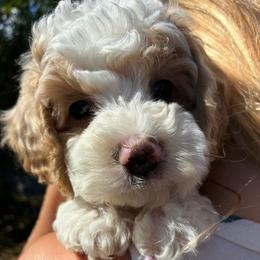 Grumpy - Brown and white male Cockapoo puppy in Adrian, Oregon from ApplebyFarm