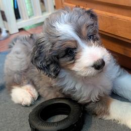 Liberty - Blue merle female Aussiedoodle puppy in New Durham, New Hampshire from Ridgeview Aussiedoodles