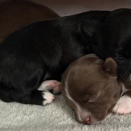 Chihuahuas from Starlit Paws Chihuahuas