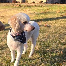 Waffles.  Neutered.  House trained - Parti male Poodle puppy in Nixa, Missouri from Family Poodles