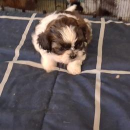 Bella - Gold and white female Shih Tzu puppy in Lake Worth, Florida from Shih Tzu Cottage