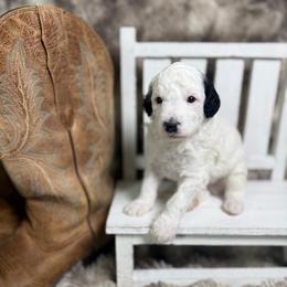 Lucchese - Parti male Poodle puppy in Ault, Colorado from The Peaks Premium Poodles