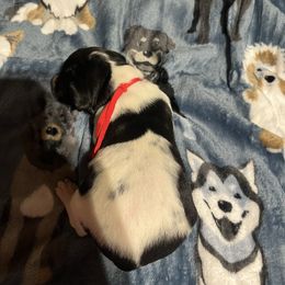 Miles - Black and white male German Shorthaired Pointer puppy in Jackson, Georgia from Tiner GSP’s LLC