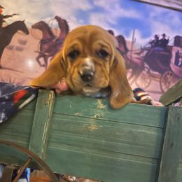 Gunner-light blue collar - Red and white Basset Hound puppy in Herrin, Illinois from Handsome Hound Bassets
