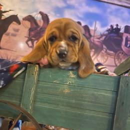 Gunner-light blue collar - Red and white Basset Hound puppy in Herrin, Illinois from Handsome Hound Bassets