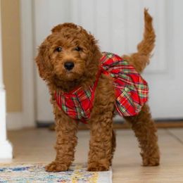 Assorted Doodle Crosses Puppies from Meekie Doodle Farm