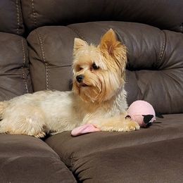 Yorkshire Terriers from Taylor Kennels