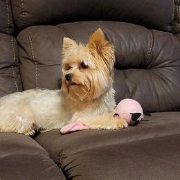 Yorkshire Terriers from Taylor Kennels
