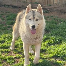 Fred - Gray and white male Siberian Husky puppy in Loudon, Tennessee from Kristari Siberians