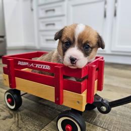 Red and white Female - Red and white female American Corgi puppy in Taylorsville, North Carolina from America's Red White and Bluie Corgis