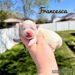 Francesca - White female Maltese puppy in Morehead, Kentucky from Paw Perfect Pets