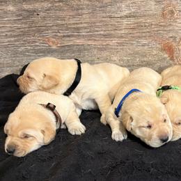5th Pick of Yellow Male Pups - Yellow male Labrador Retriever puppy in Freeport, Illinois from Rock Hollow Retrievers