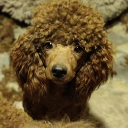 Amarilla "Ami" - Poodle