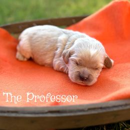 Professor - Buff male Cocker Spaniel puppy in Clinton, Oklahoma from Enchanted Spaniels