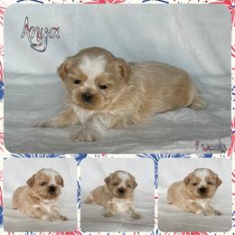 Anya - Cream and white female Shih Tzu puppy in Yelm, Washington from Lala's All Star Shih Tzu