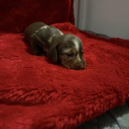 Girl 1 - Dapple female Dachshund puppy in Ponce De Leon, Florida from Brittany's Dachshunds