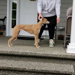 Whippet All Grown Up from Jamminwhippets