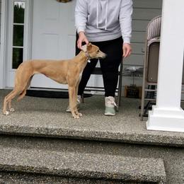 Whippet All Grown Up from Jamminwhippets