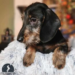 Aurora - Black and cream Dachshund puppy in East Greenbush, New York from Polaris Pups