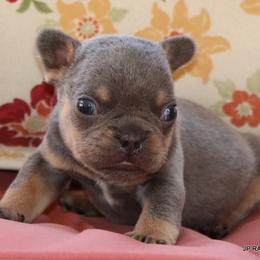 Nielson - Black and tan male French Bulldog puppy in Winnsboro, Texas from JP Ranch Bulldogs
