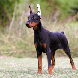 Nymeria - Black and rust female Doberman Pinscher puppy in Rockwall, Texas from Elitehaus