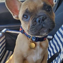 French Bulldogs from Rocktown Kennels