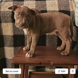 American Bully Puppies from Superstes Guard