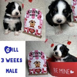 Australian Shepherd Puppies from Kayla's Aussies