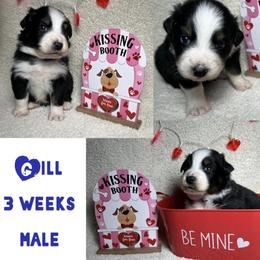 Australian Shepherd Puppies from Kayla's Aussies