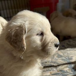Golden Retriever Puppies from Castle Country Companions