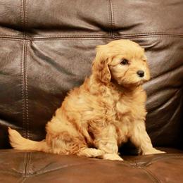 Goldendoodle Puppies from 307 Mini Goldendoodle